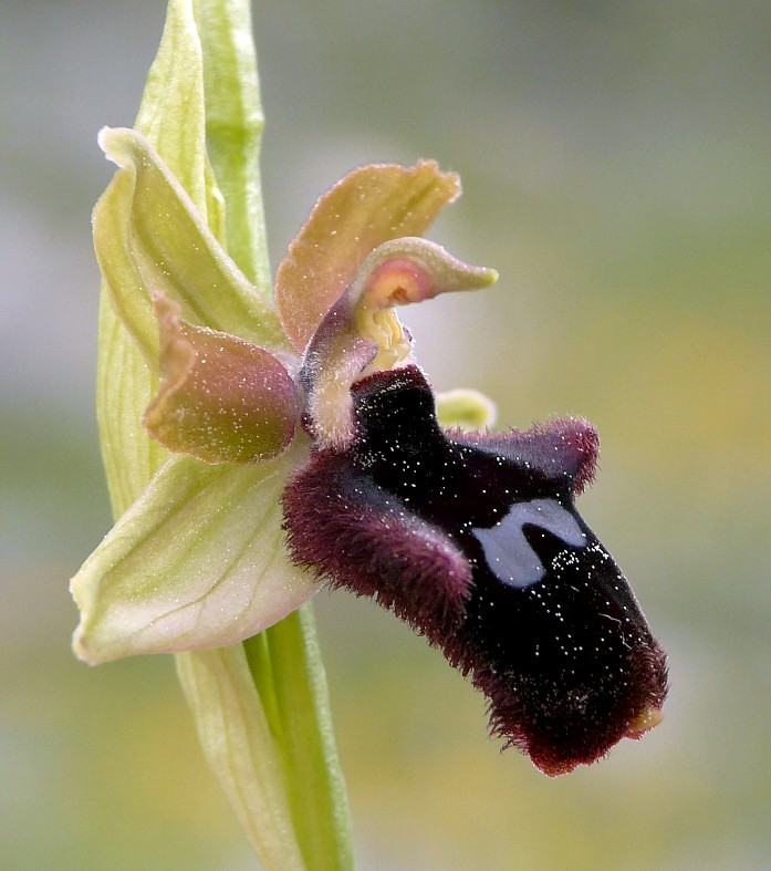 Ophrys promontorii